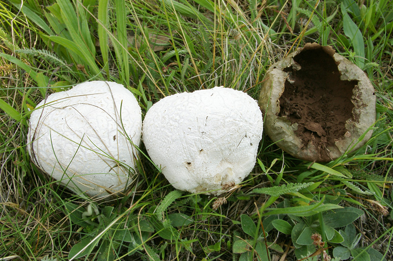 Lycoperdon utriforme